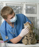 Anti-puces assurance santé chient chat