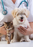 ascaridiose chien et chat Mutuelle santé chien et chat