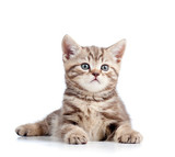 cyanose du chat  Mutuelle santé animaux domestiques