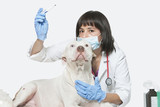 la toux du chenil assurance santé chien