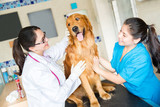 la leptospirose Mutuelle santé chien