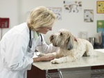 Les tumeurs mammaires et assurance santé pour chien