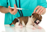 vacciner son chien assurance santé chien